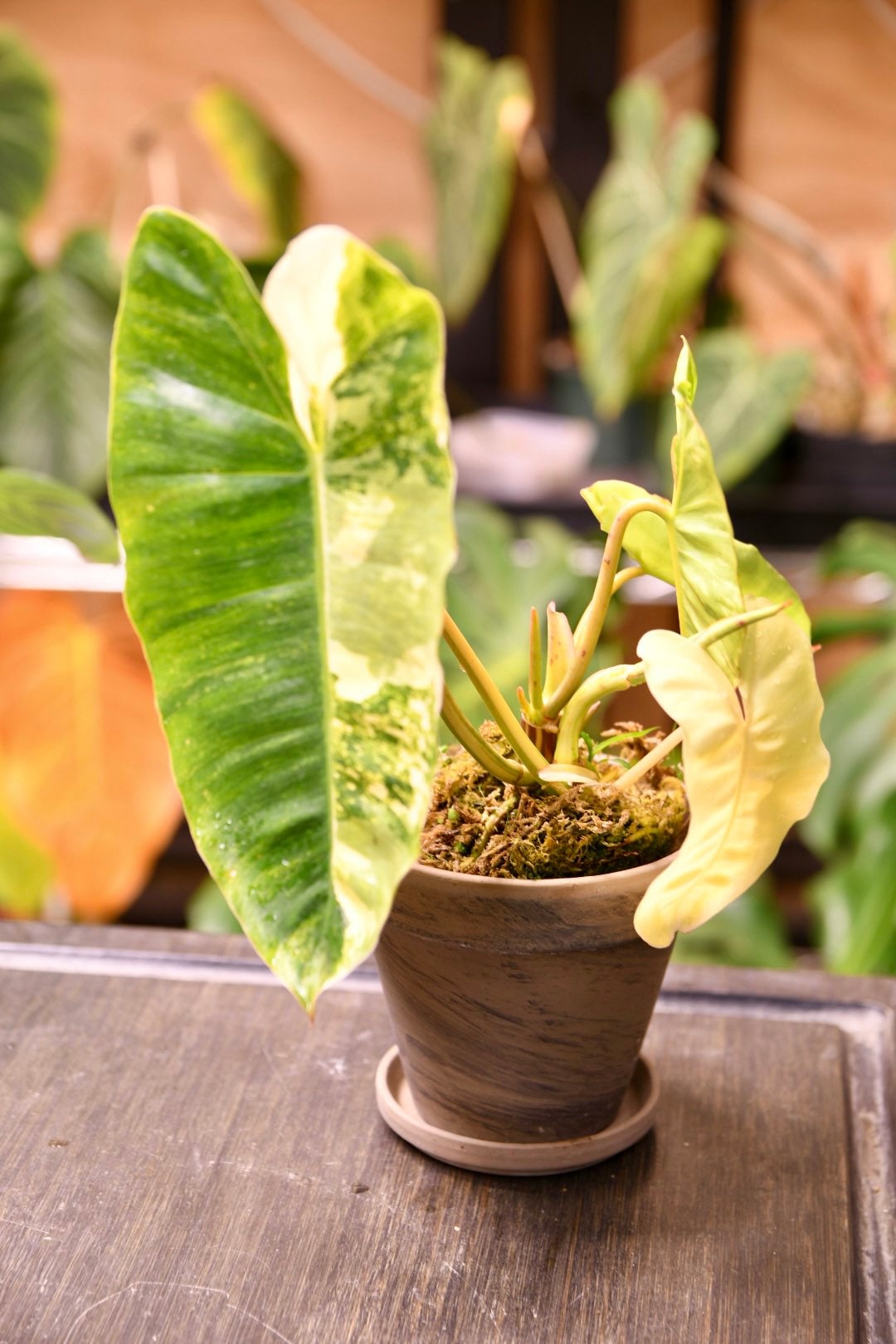 Terracotta Pot 4" with Saucer and Drainage