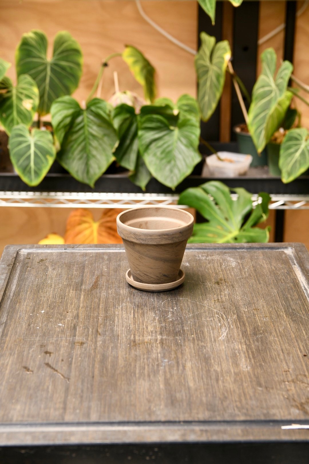 Terracotta Pot 4" with Saucer and Drainage