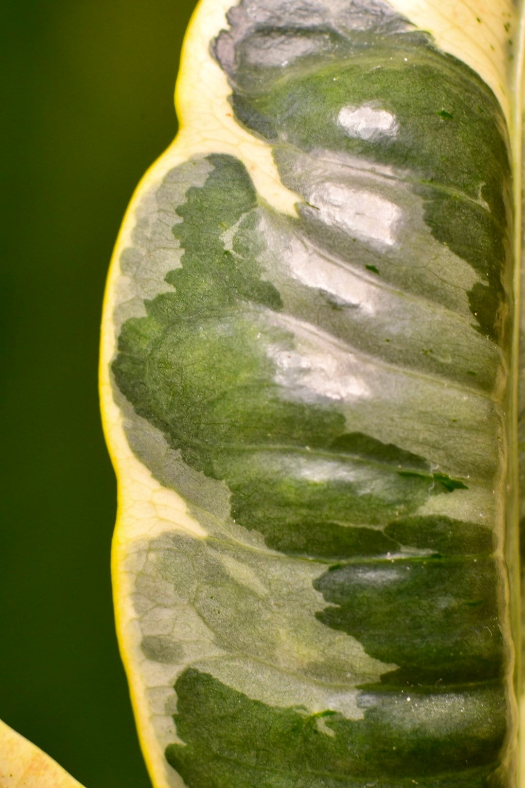 Codiaeum Variegatum Andrew