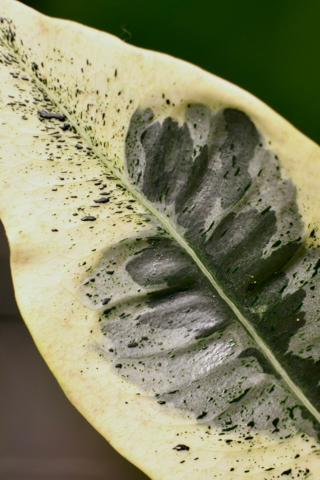 Codiaeum Variegatum Andrew