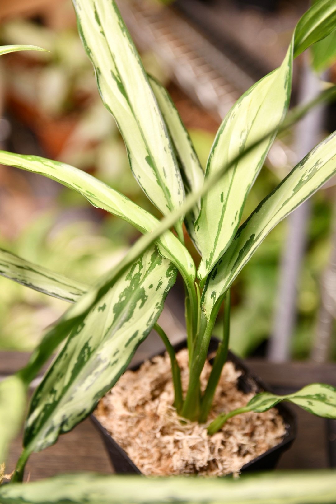 Aglaonema Cutlass Chinese Evergreen Narrow Leaf