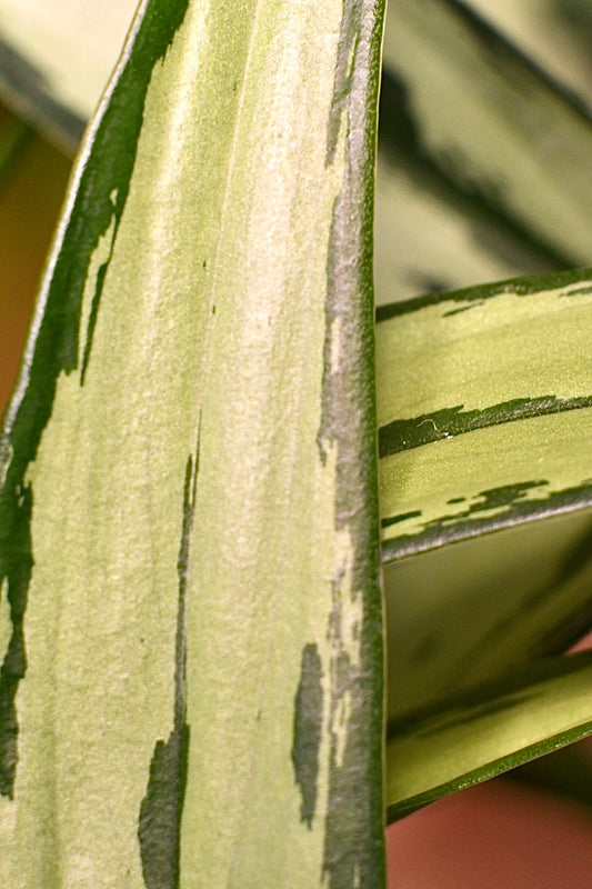 Aglaonema Cutlass Chinese Evergreen Narrow Leaf
