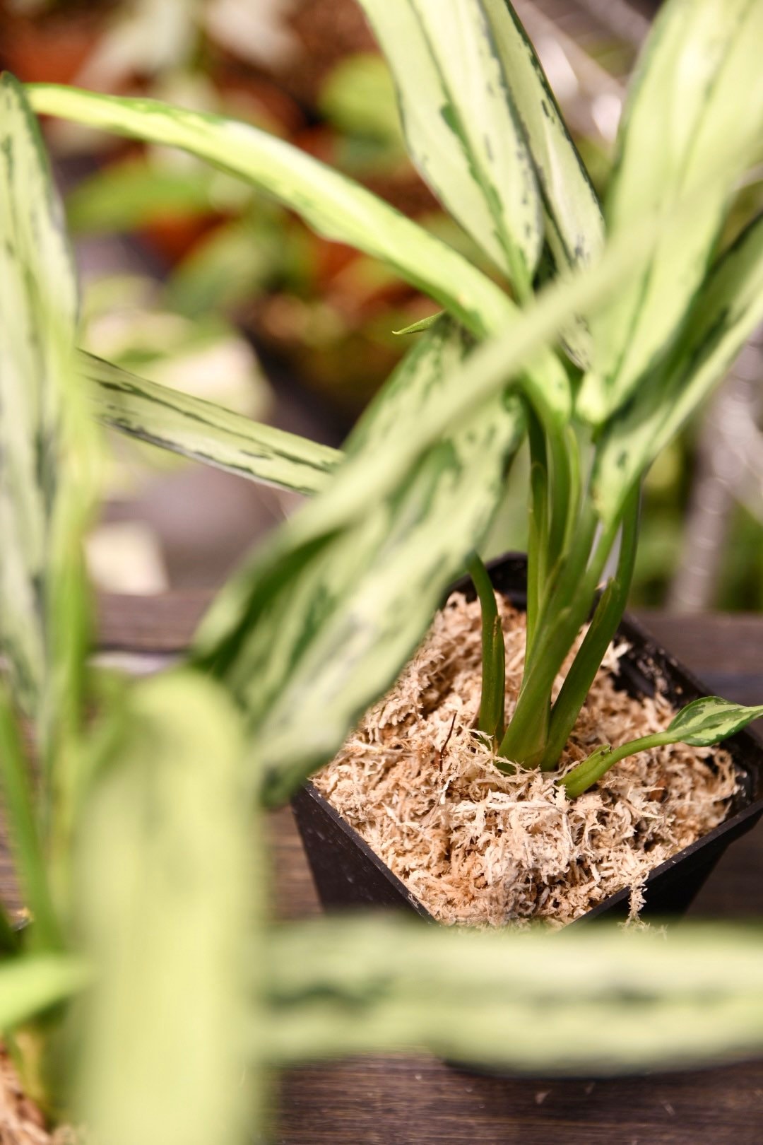 Aglaonema Cutlass Chinese Evergreen Narrow Leaf