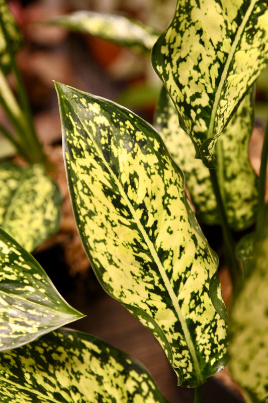 Aglaonema First Diamond Chinese Evergreen