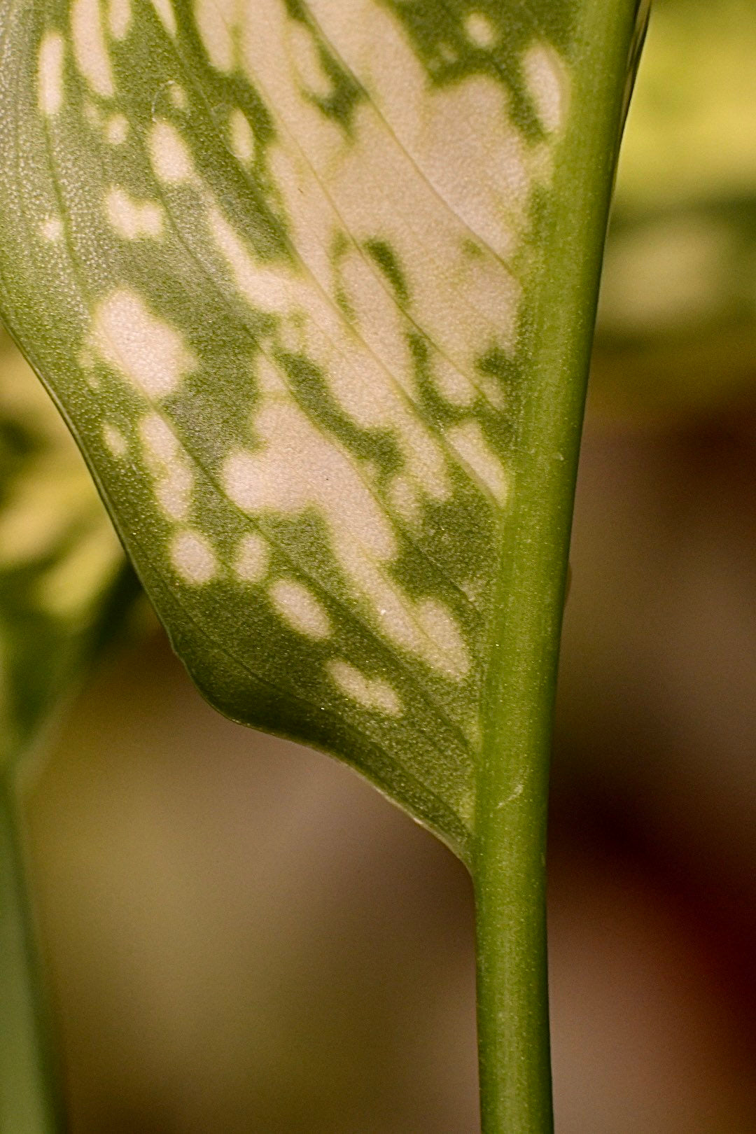 Aglaonema First Diamond Chinese Evergreen