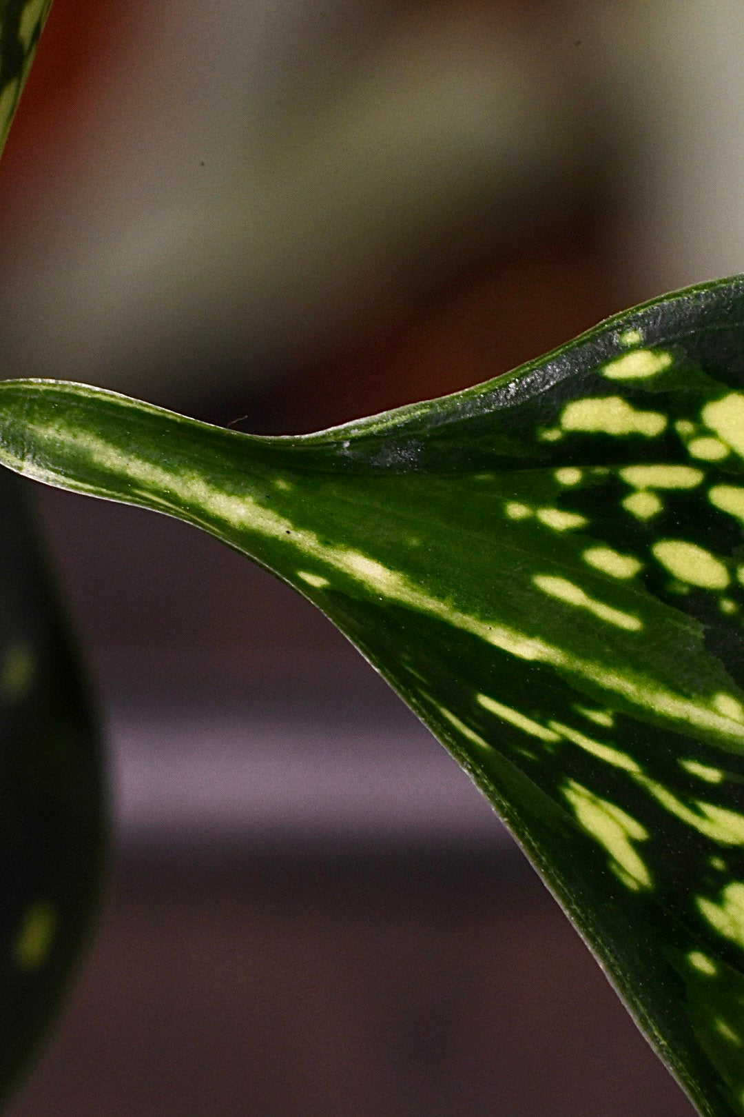 Aglaonema First Diamond Chinese Evergreen