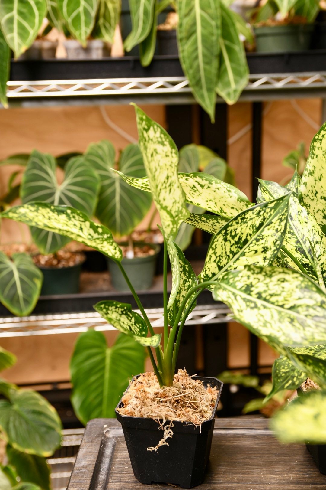 Aglaonema First Diamond Chinese Evergreen