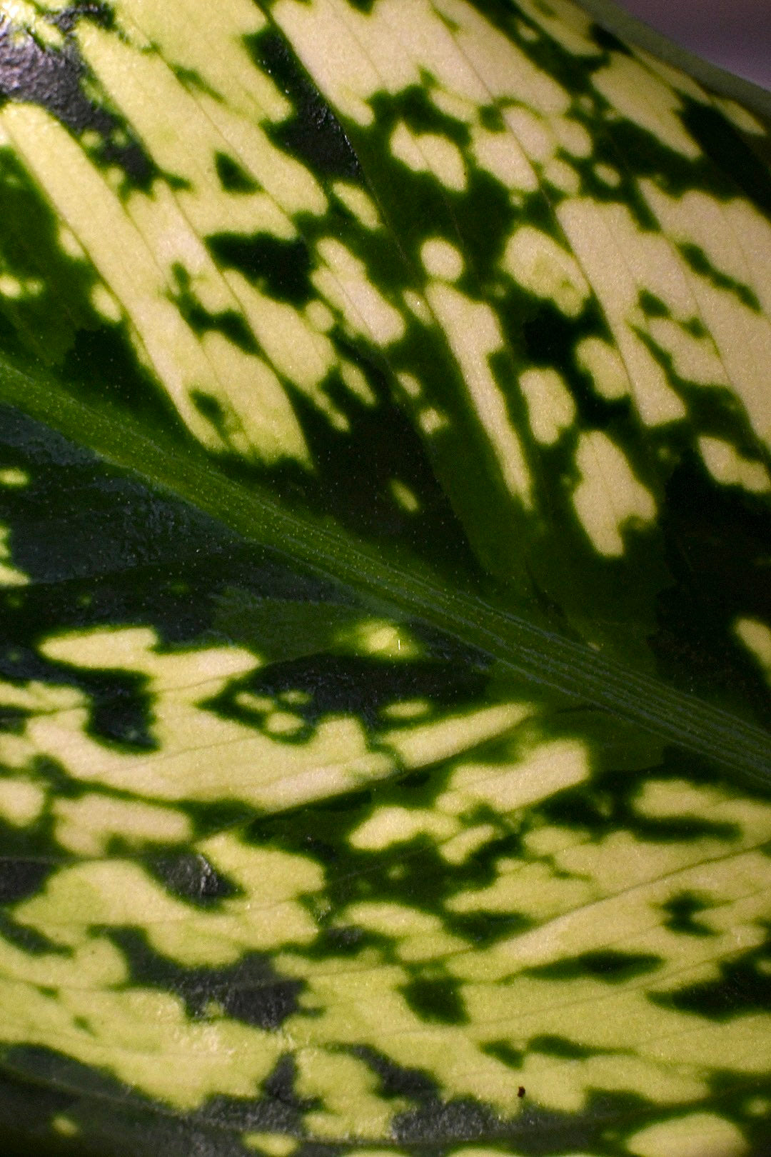 Aglaonema First Diamond Chinese Evergreen
