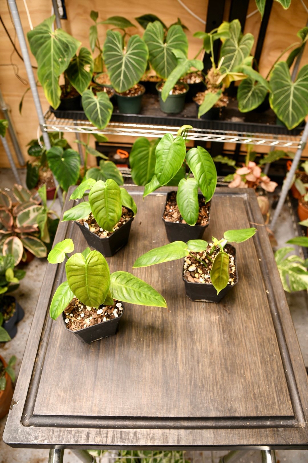 Philodendron Esmeraldense