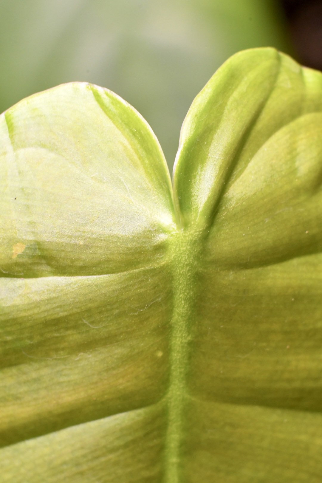 Philodendron Esmeraldense