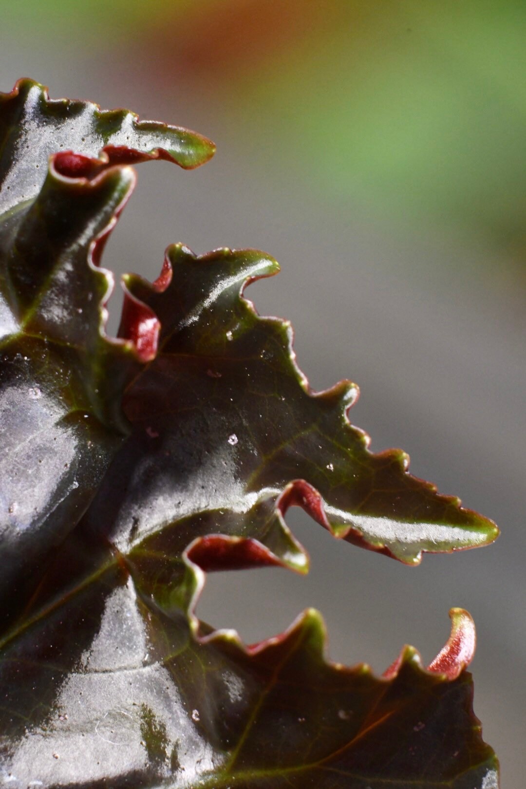 Begonia Flo Belle Moseley