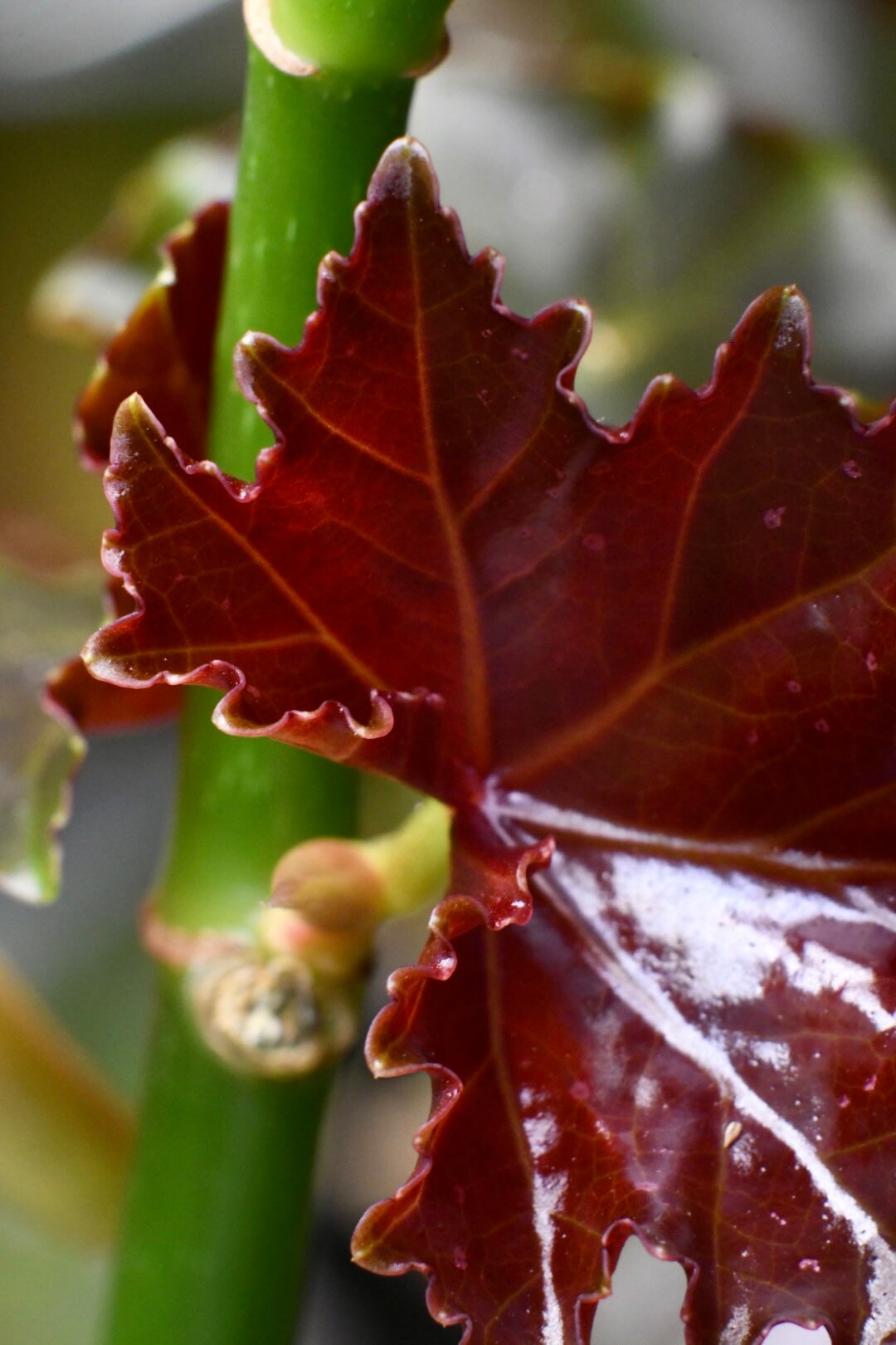 Begonia Flo Belle Moseley