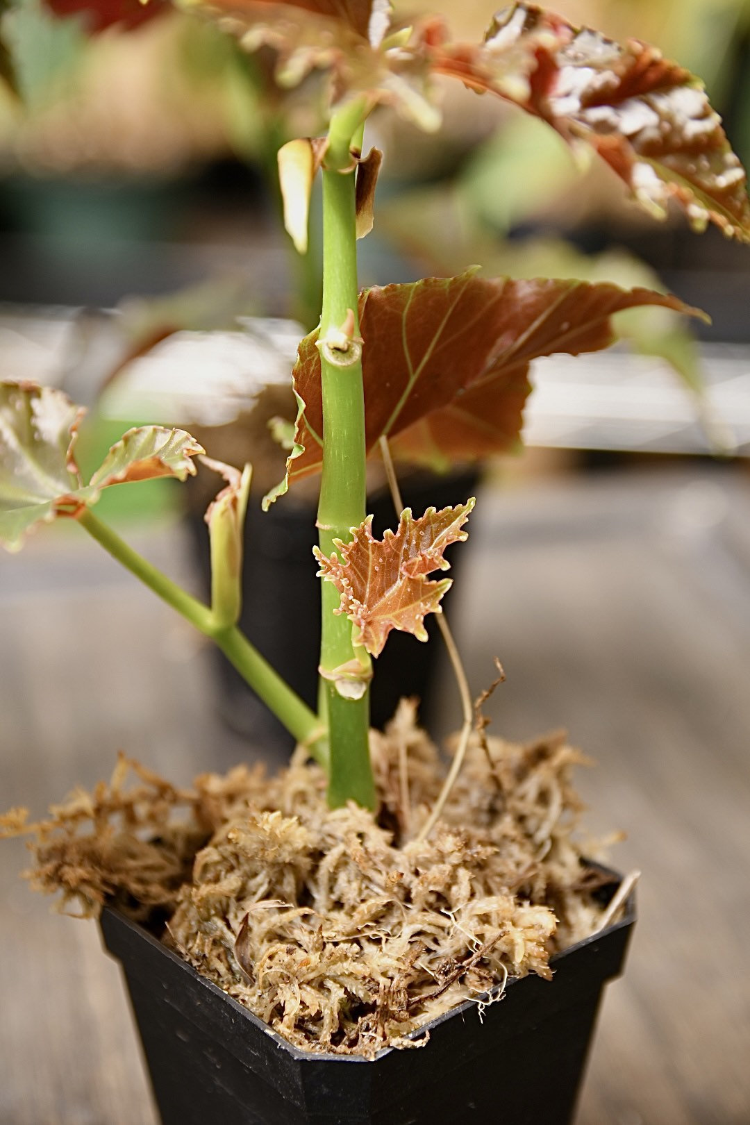 Begonia Flo Belle Moseley