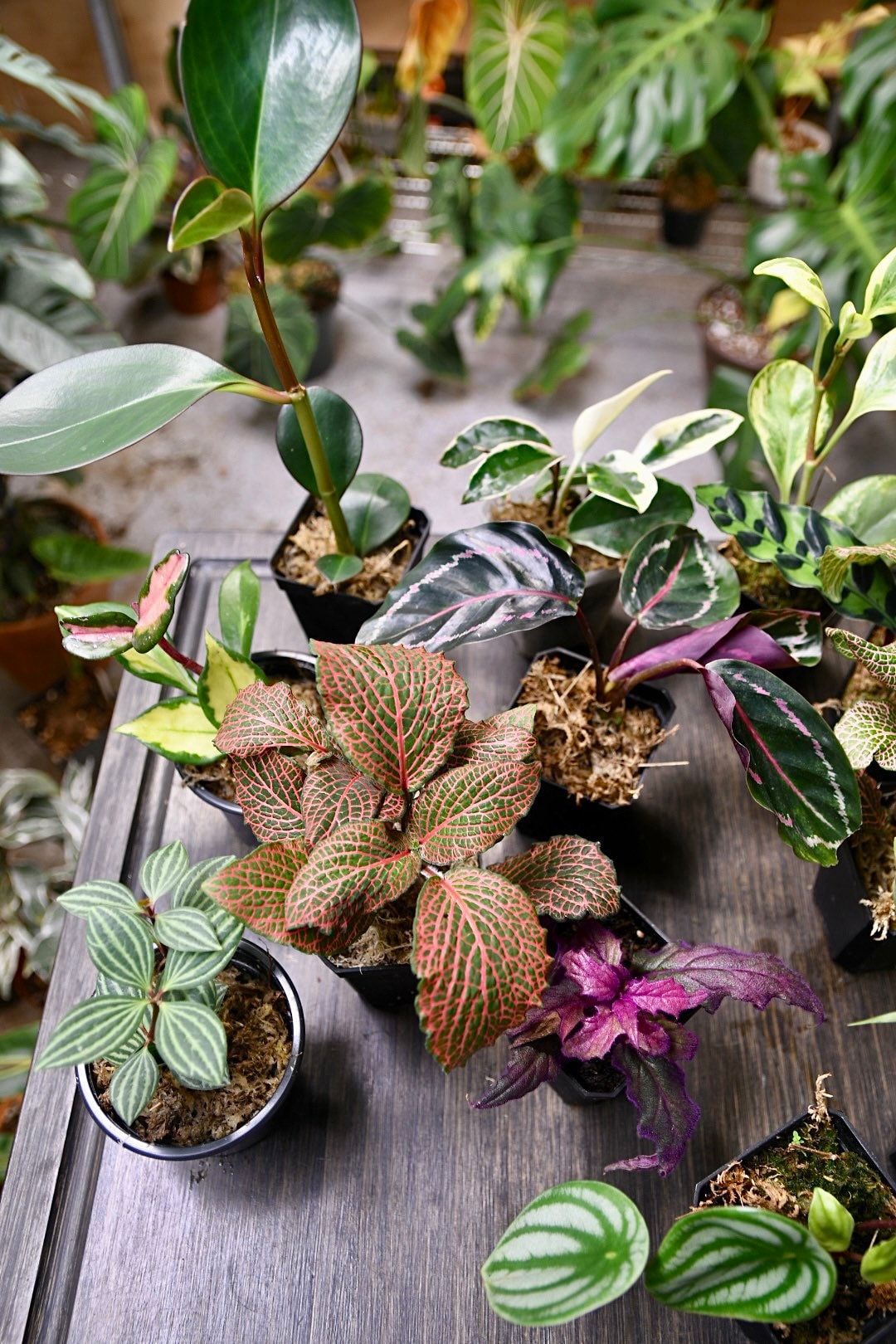 Pet Friendly Houseplant Bundle
