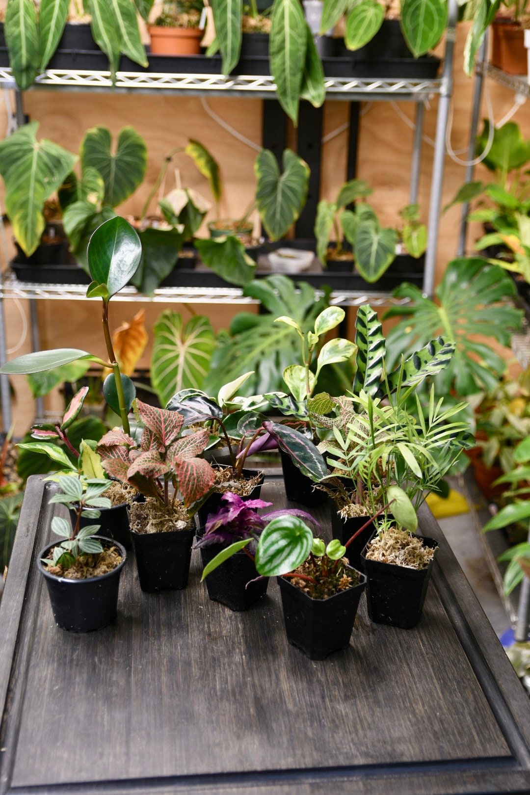 Pet Friendly Houseplant Bundle