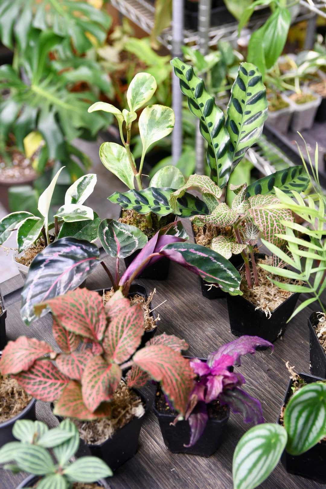 Pet Friendly Houseplant Bundle