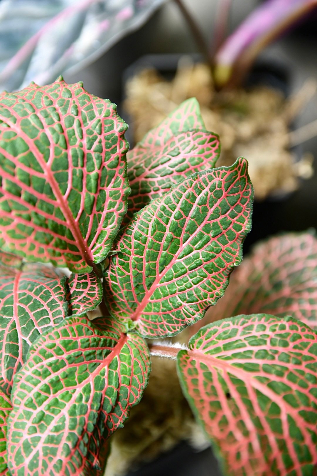 Pet Friendly Houseplant Bundle