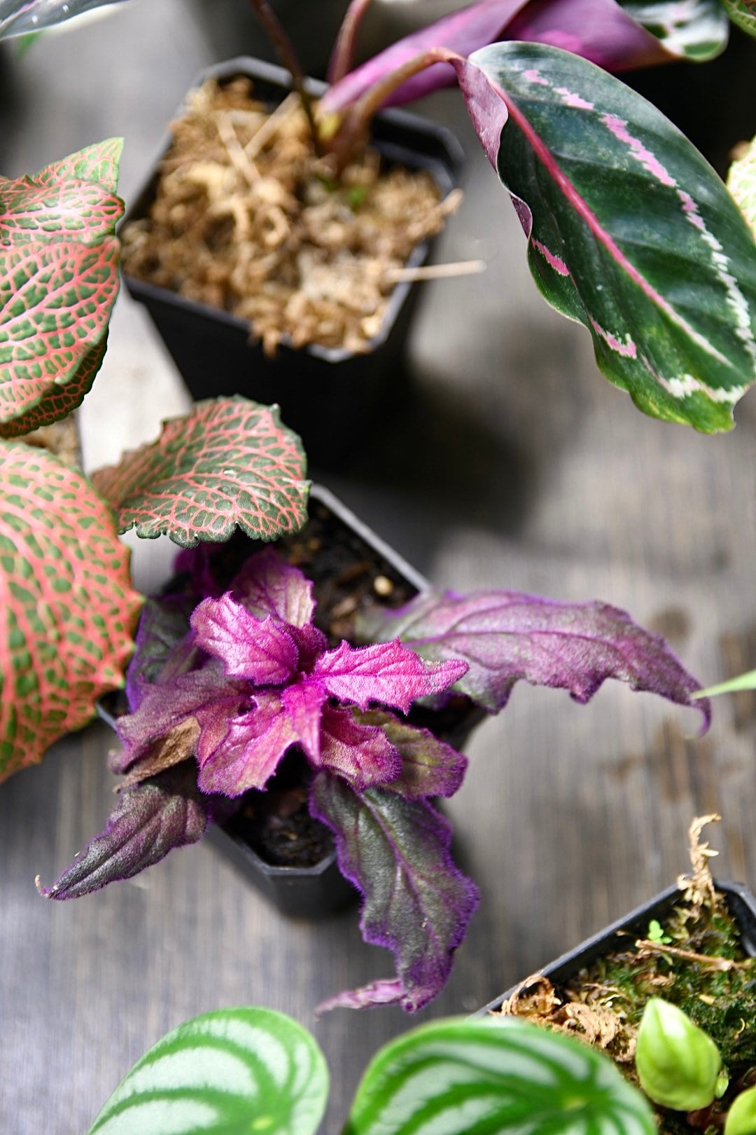 Pet Friendly Houseplant Bundle