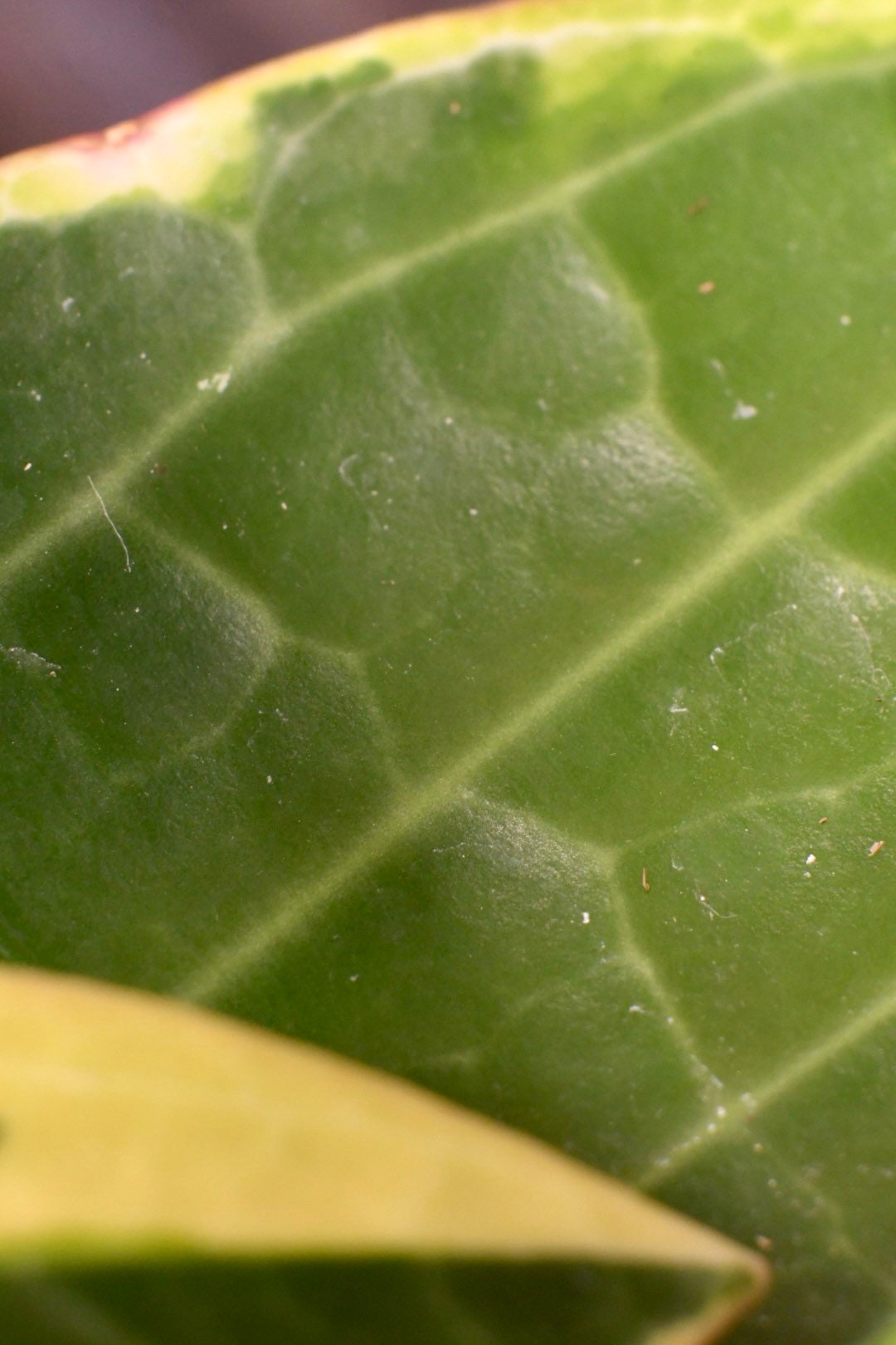 Hoya Macrophylla