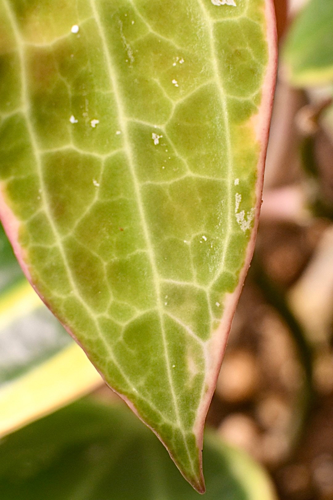 Hoya Macrophylla