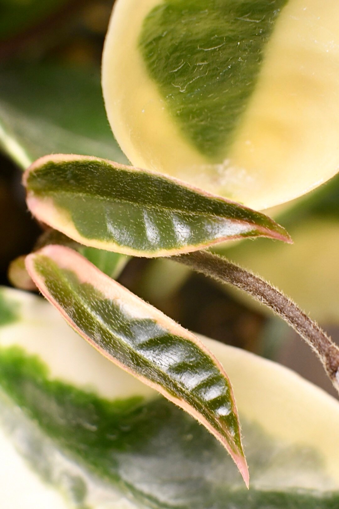 Hoya Carnosa Krimson Princess