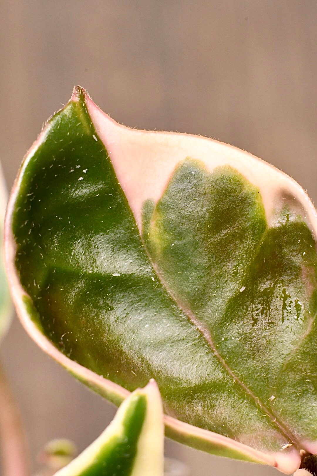 Hoya Carnosa Krimson Princess