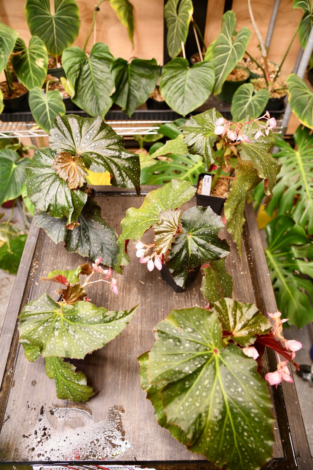 Begonia Dream Lover Angel Wing - Starter Plant Custom Bundle