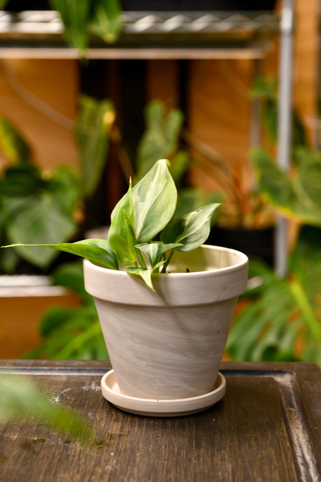 Granite Terracotta Pot 4" with Saucer and Drainage