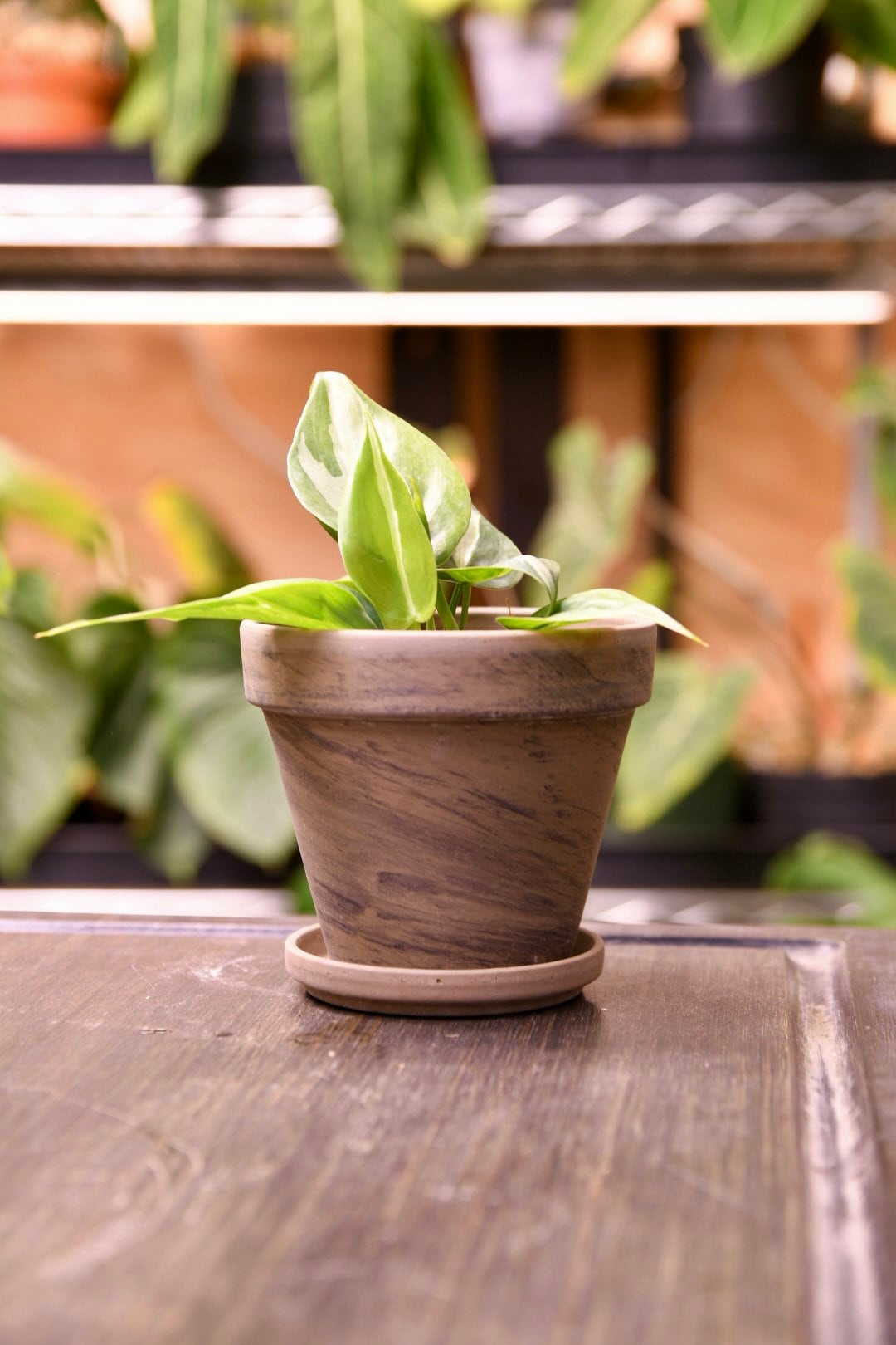 Terracotta Pot 4" with Saucer and Drainage
