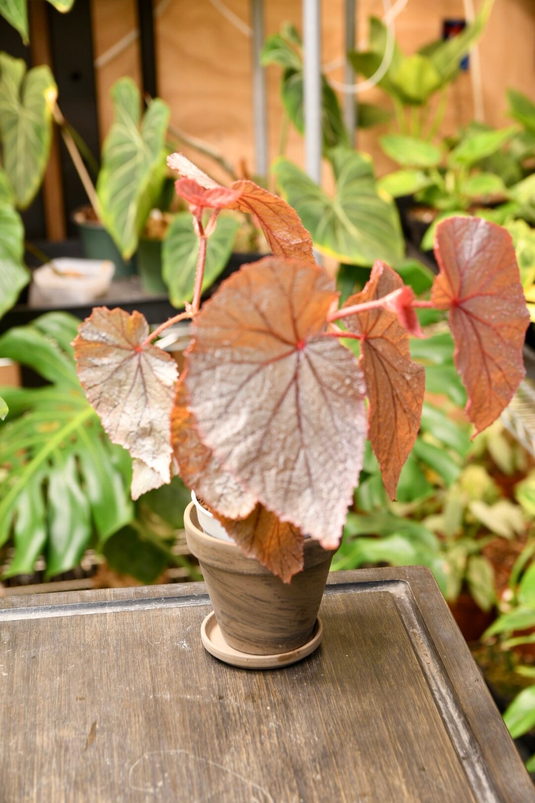Terracotta Pot 4" with Saucer and Drainage