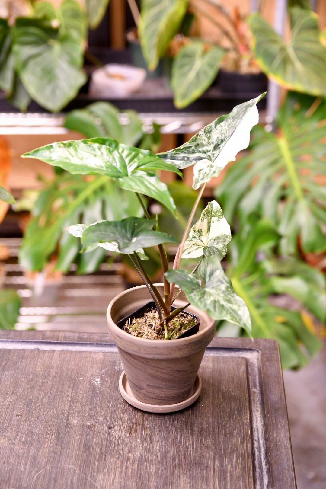 Terracotta Pot 4" with Saucer and Drainage