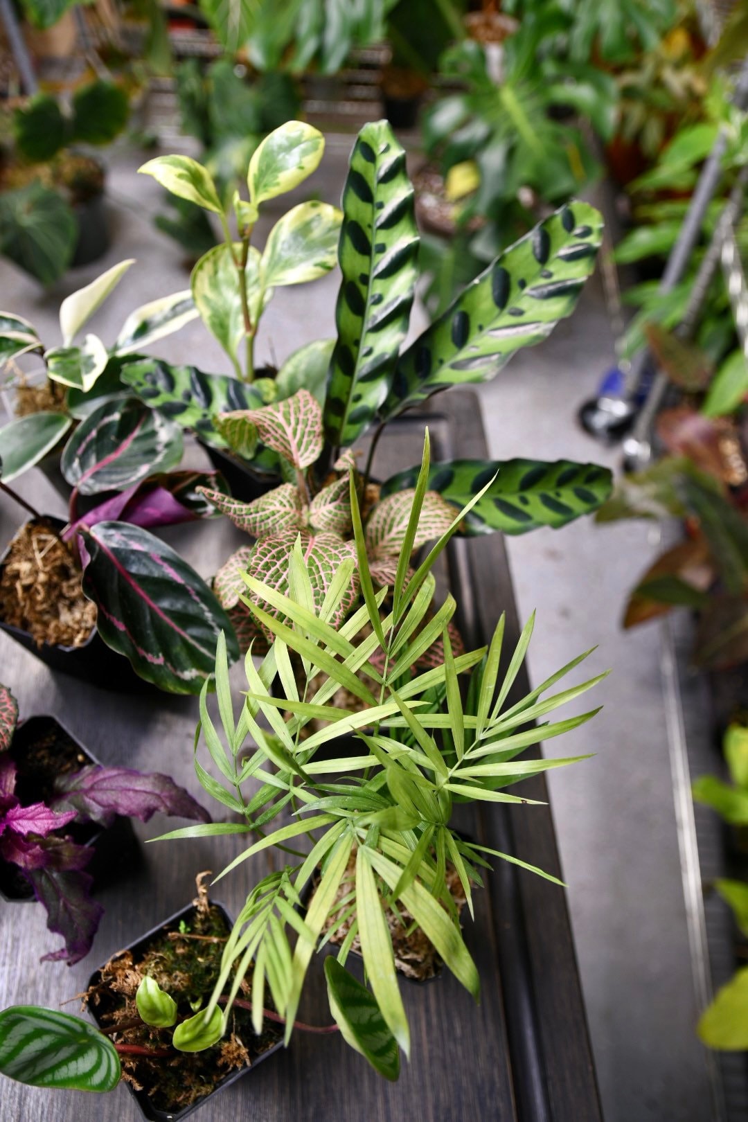 Pet Friendly Houseplant Bundle