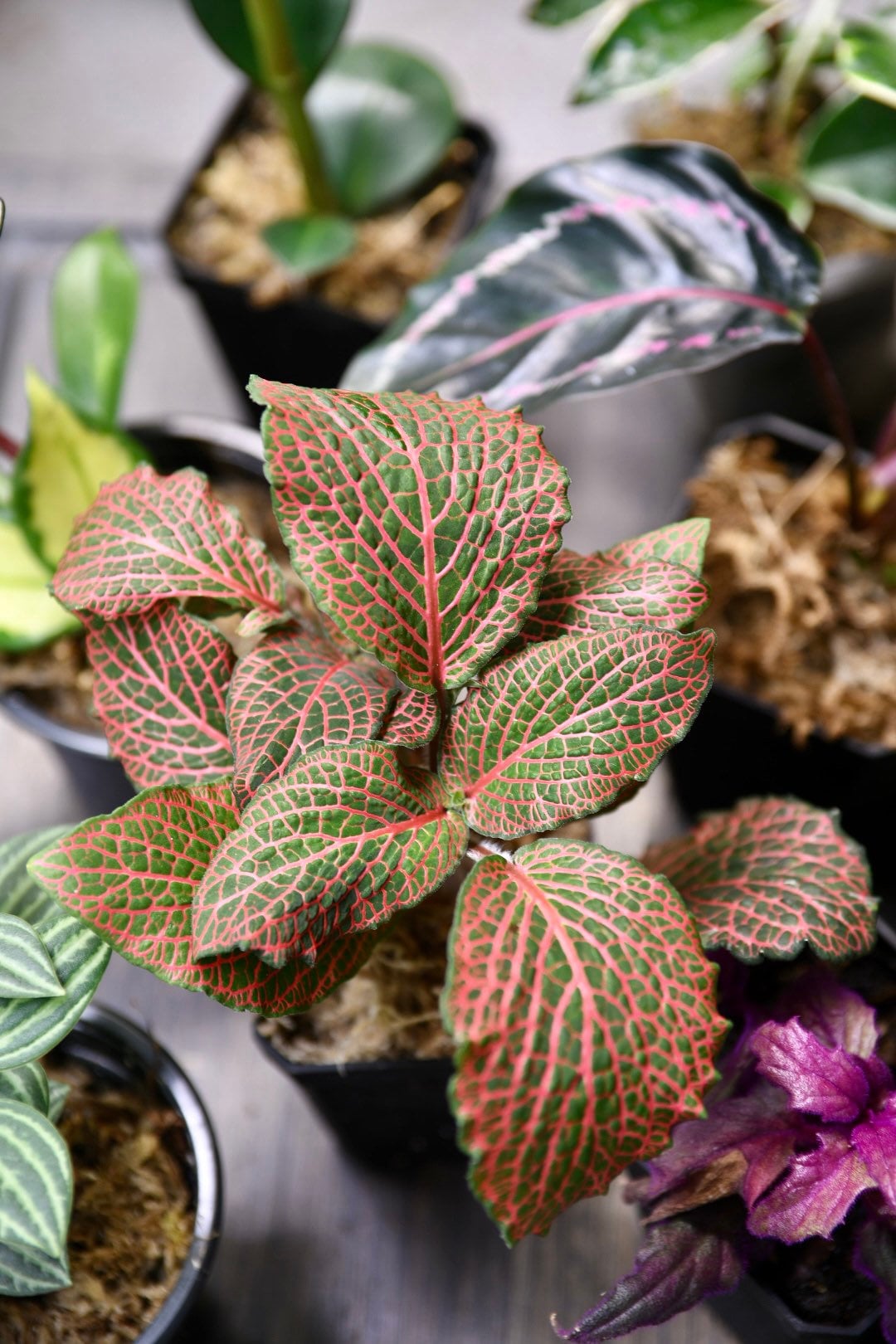 Pet Friendly Houseplant Bundle