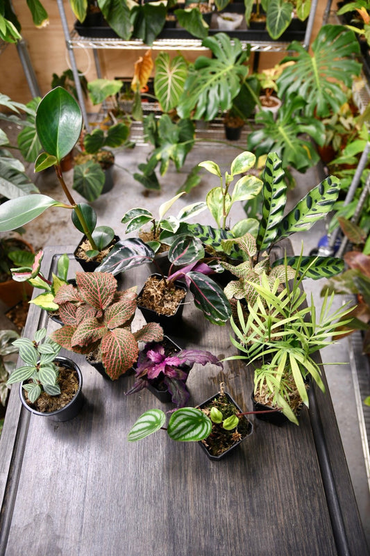 Pet Friendly Houseplant Bundle