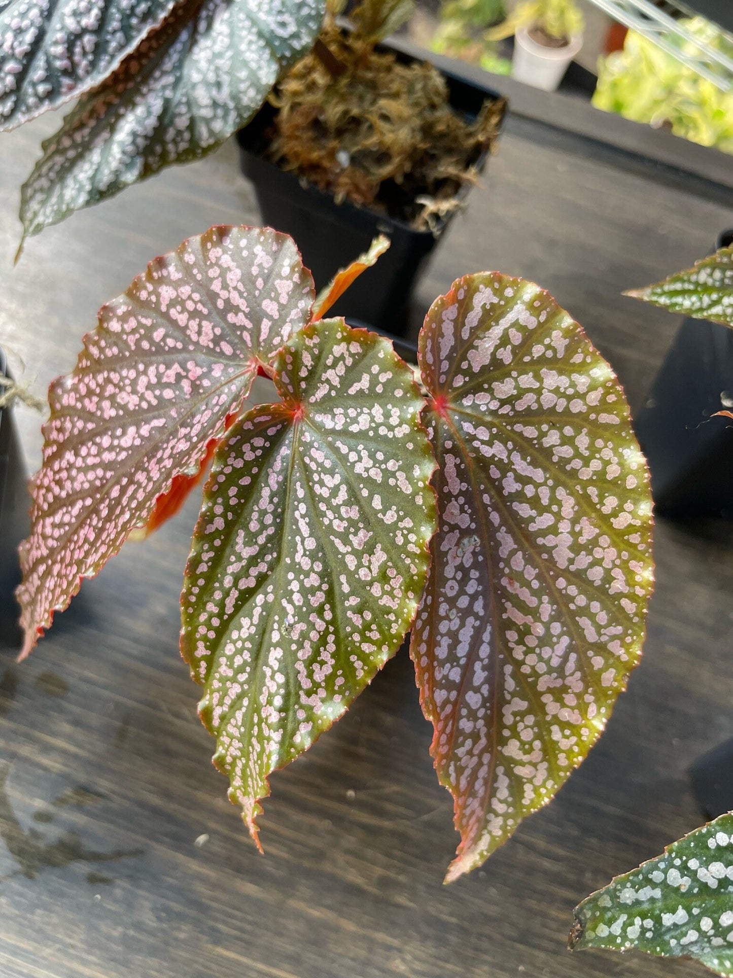 Begonia Benigo