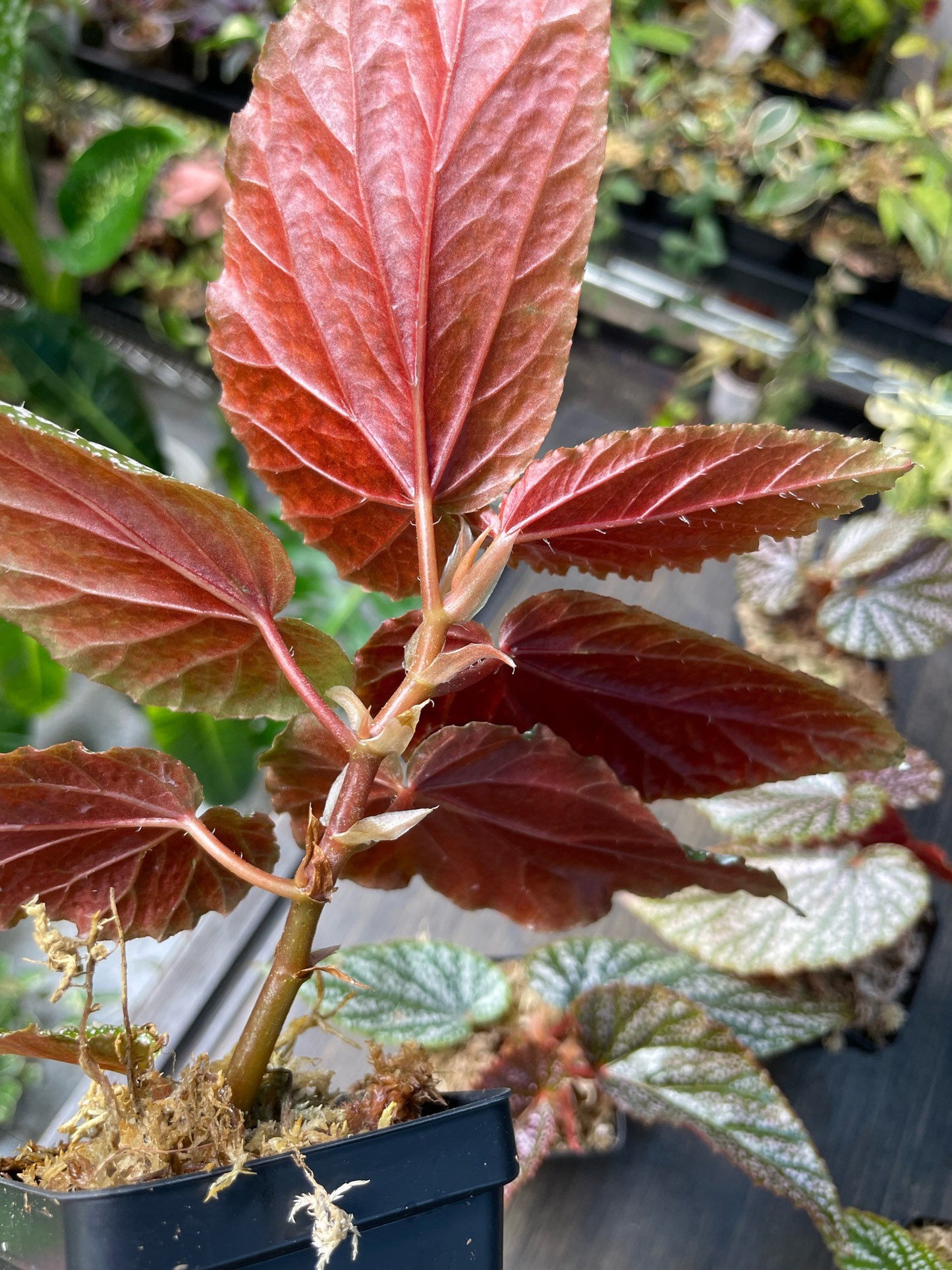 Begonia Benigo