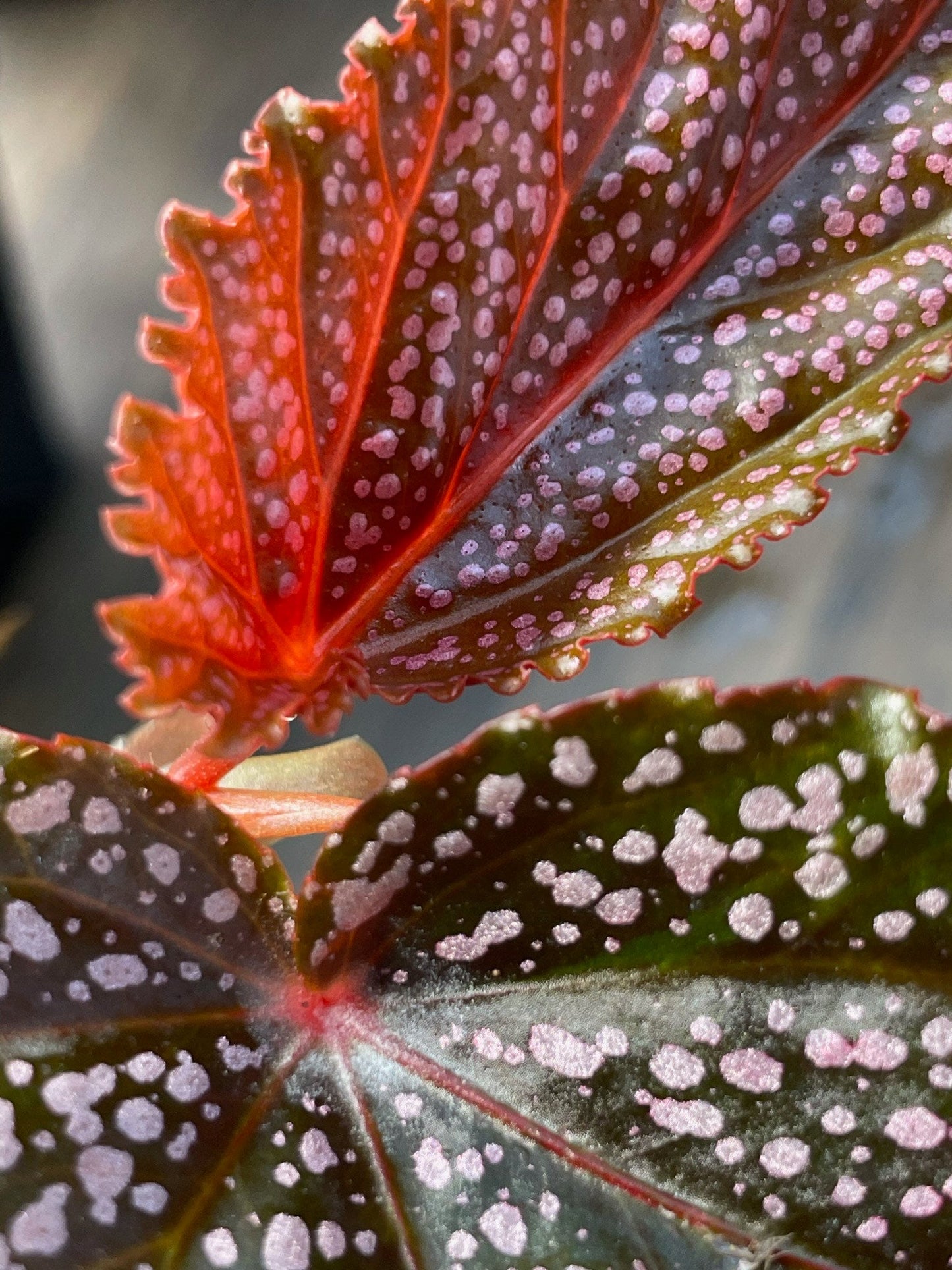 Begonia Benigo