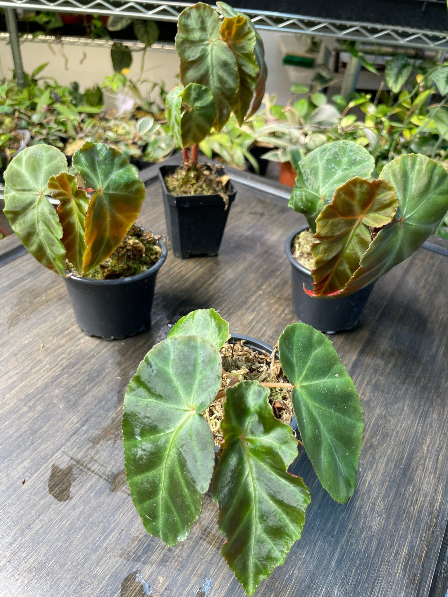 Begonia Grey Feather
