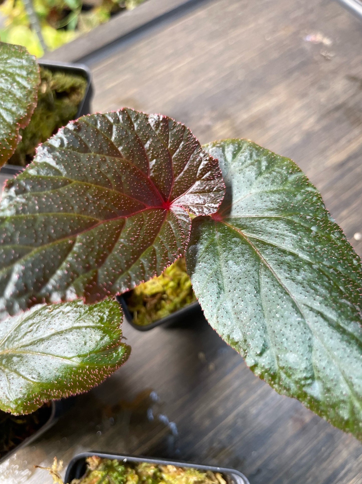 Begonia Burning Bush