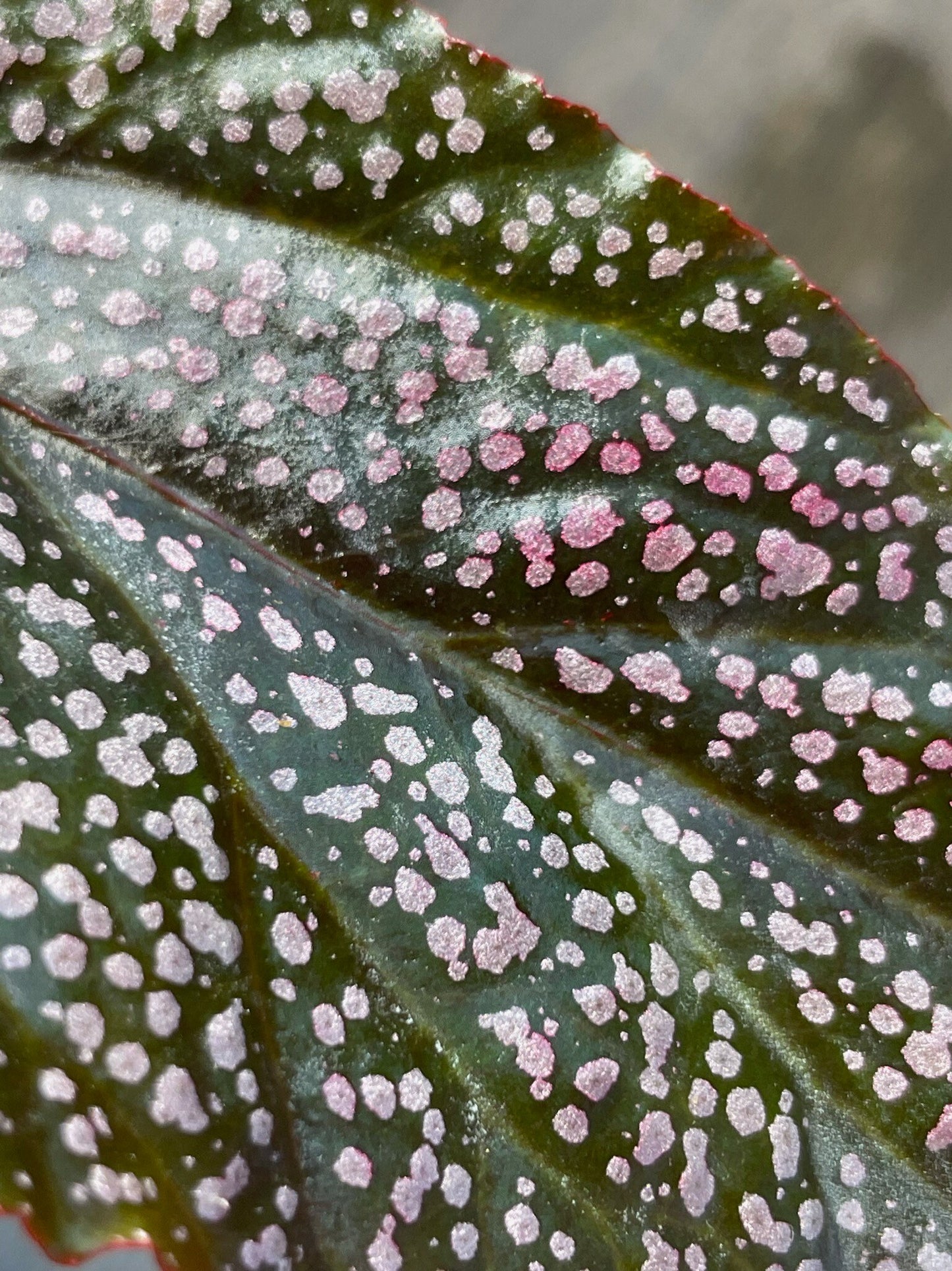 Begonia Benigo
