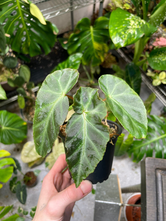 Begonia Grey Feather