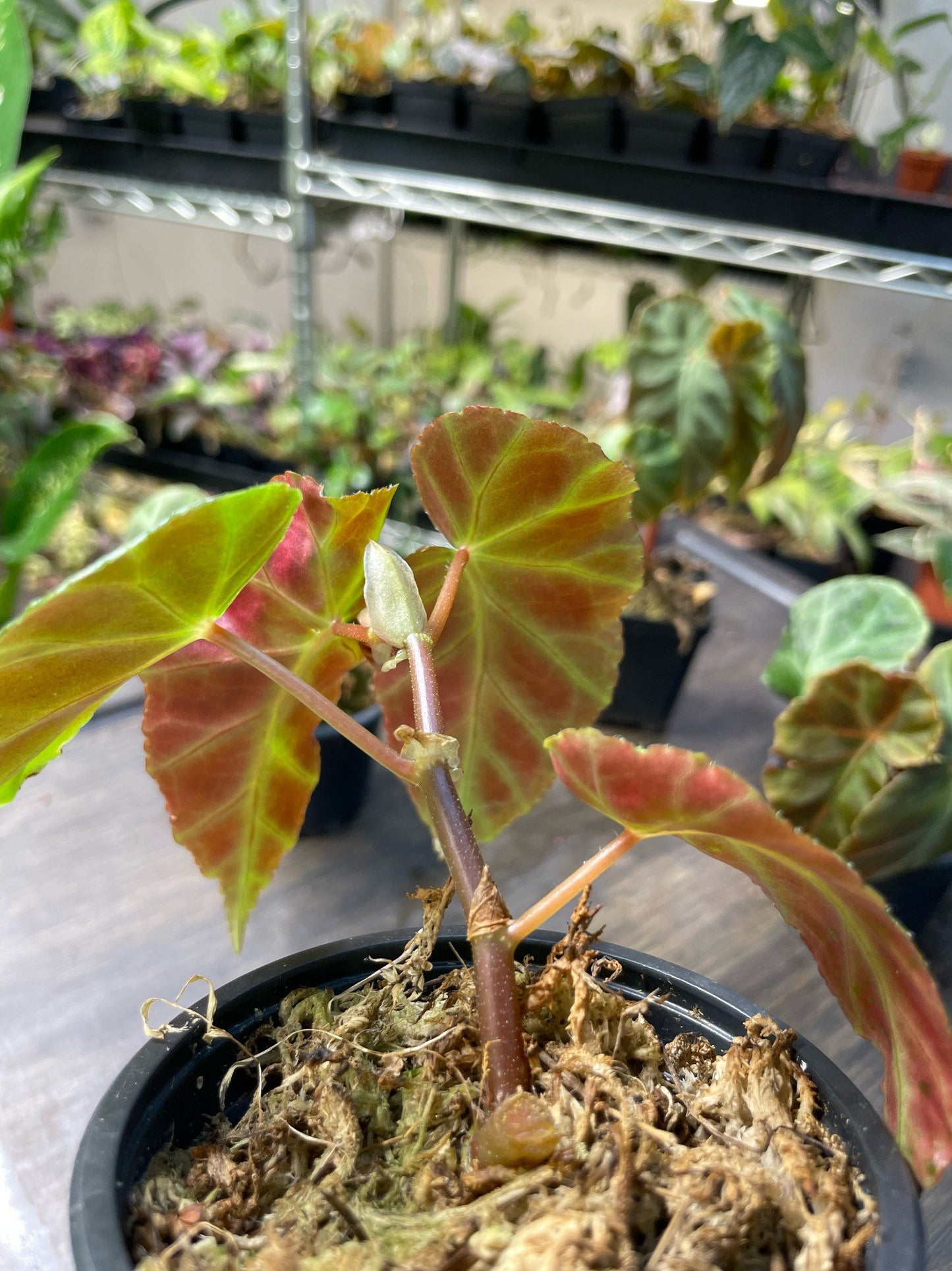Begonia Grey Feather