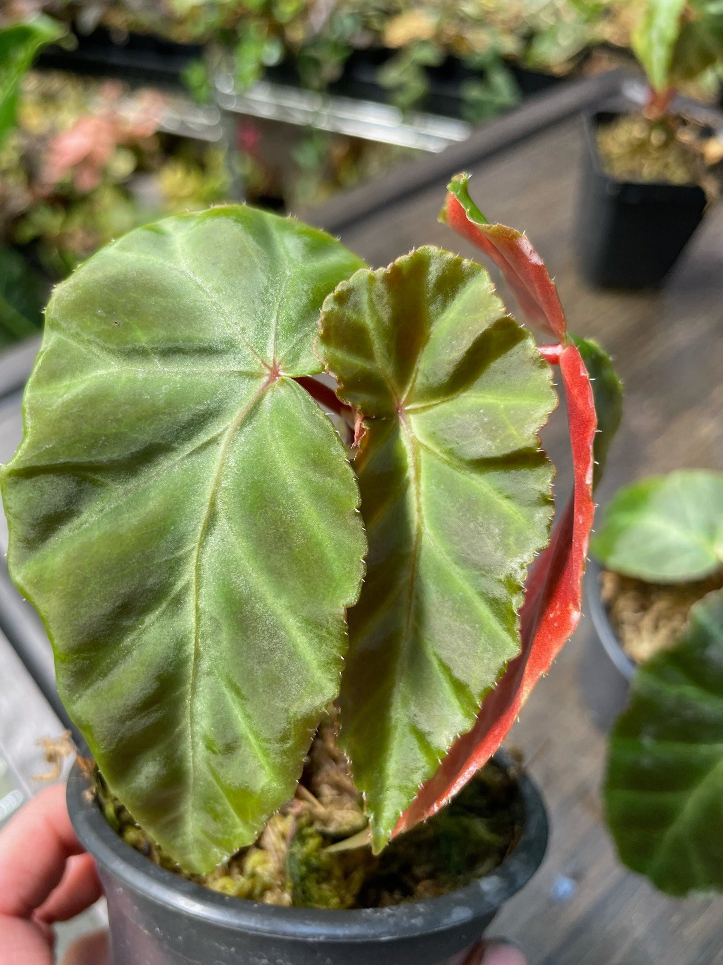 Begonia Grey Feather