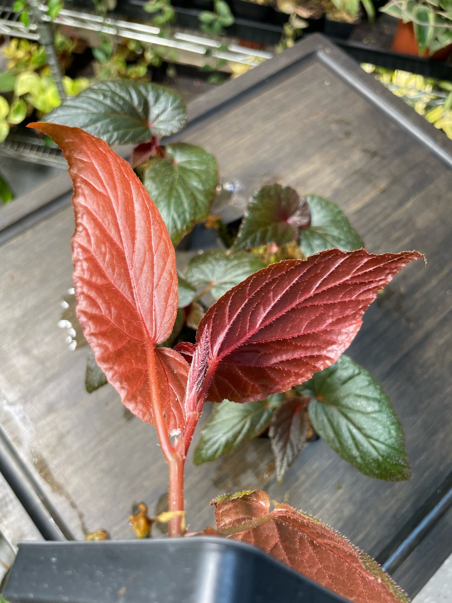 Begonia Burning Bush