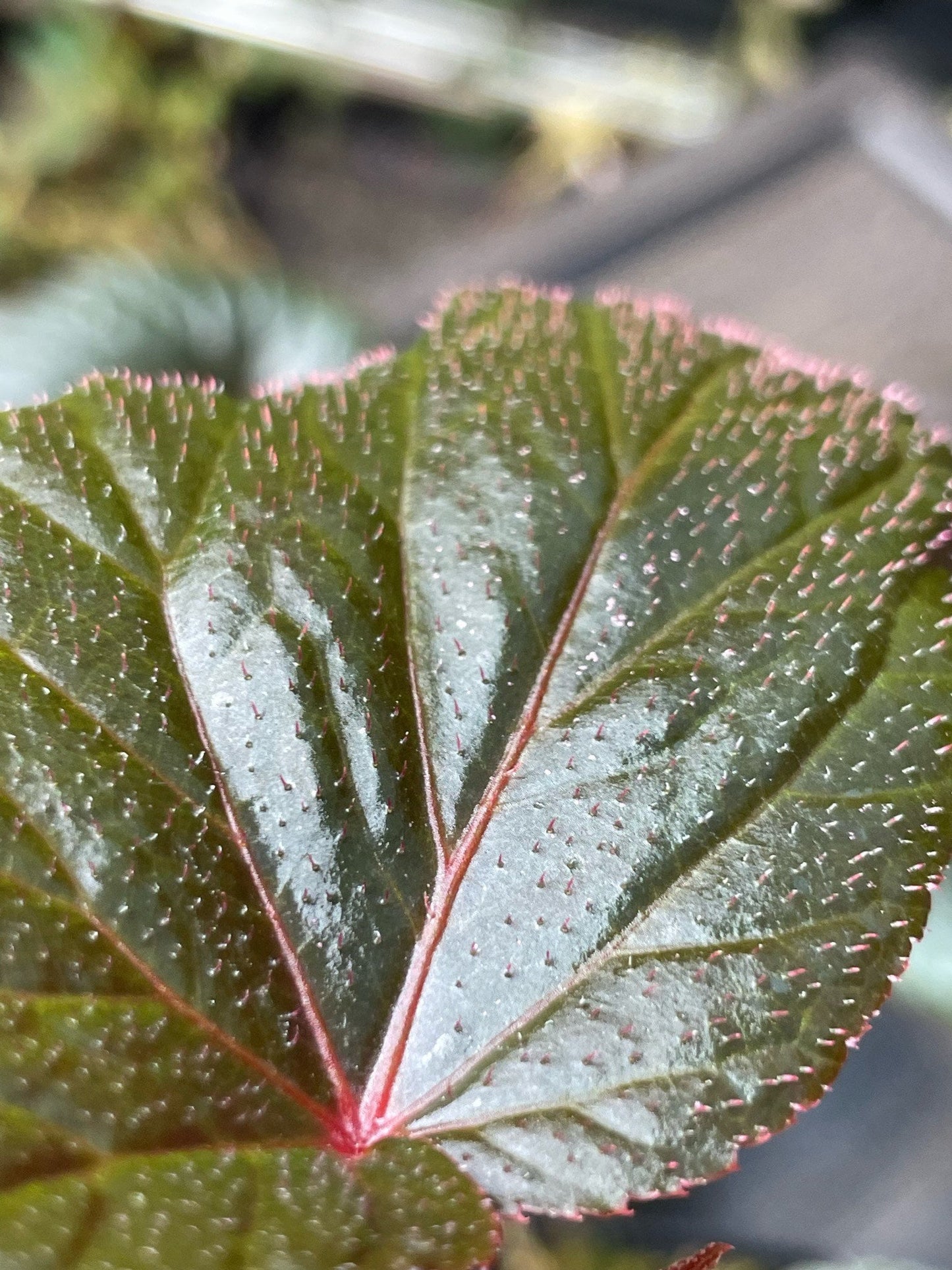 Begonia Burning Bush