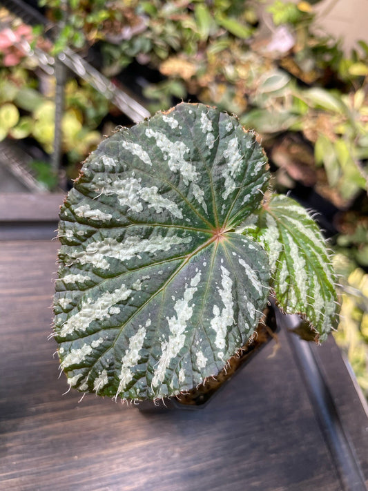 Begonia Freda