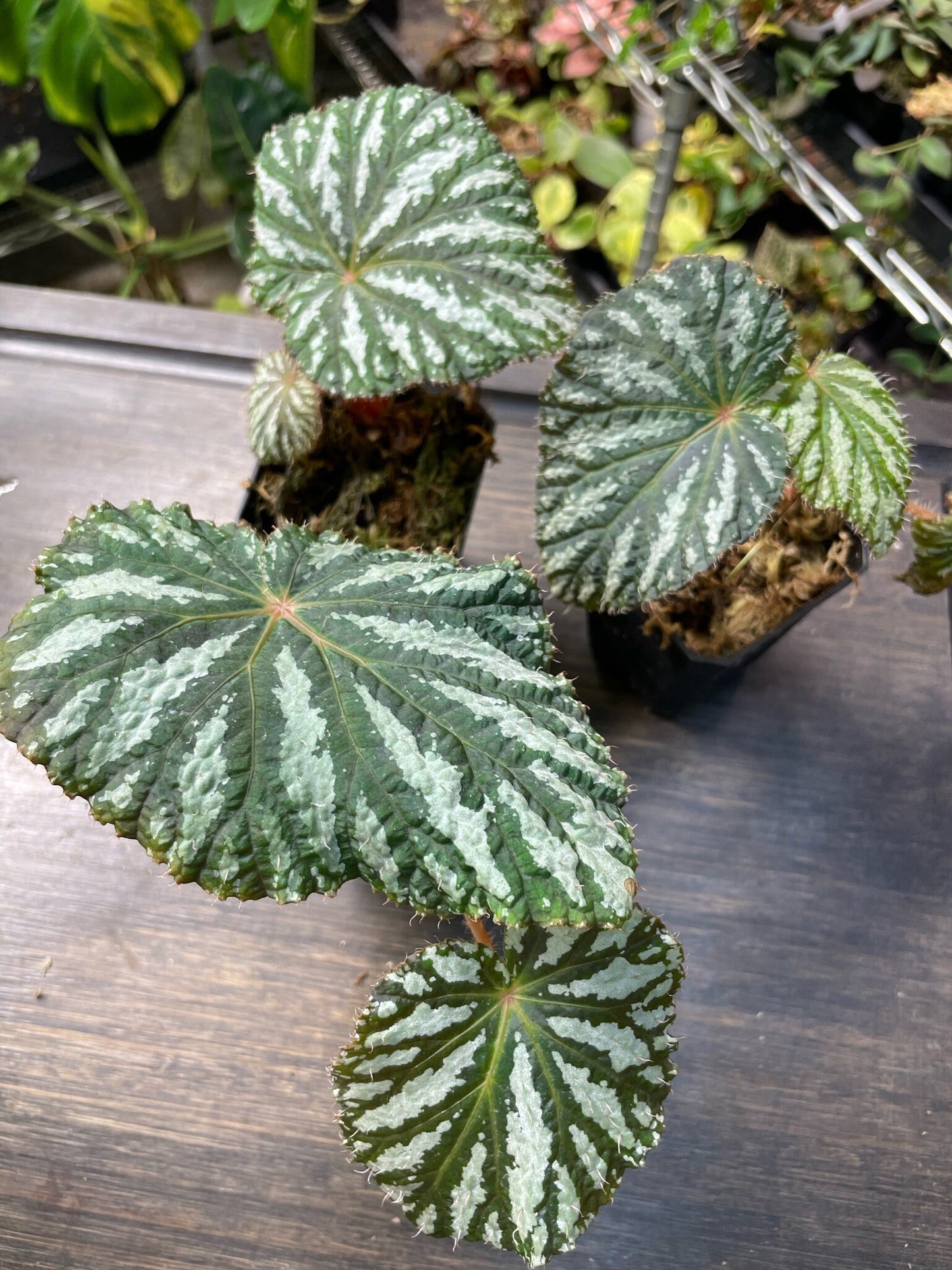 Begonia Freda