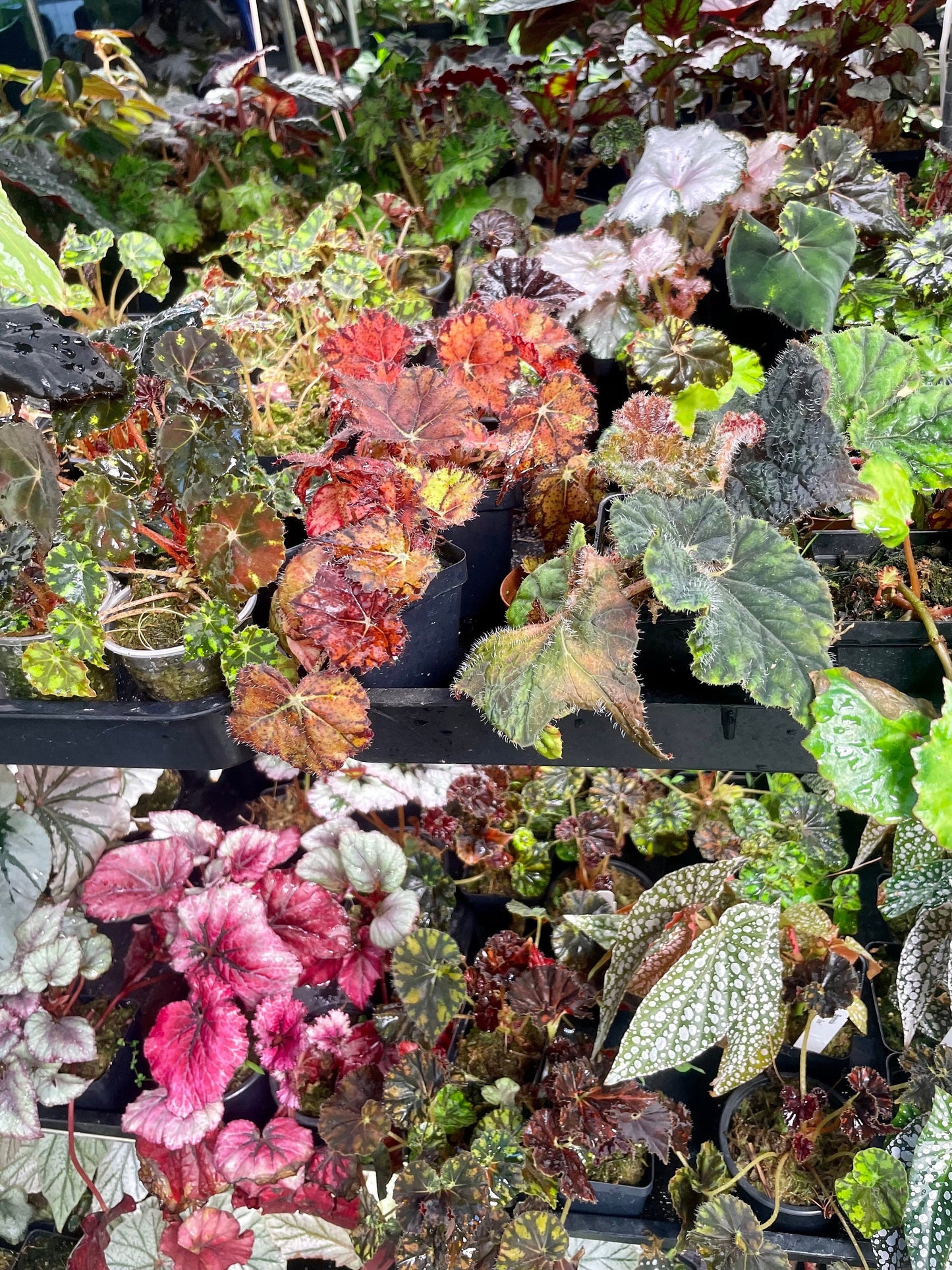 Begonia Bundle