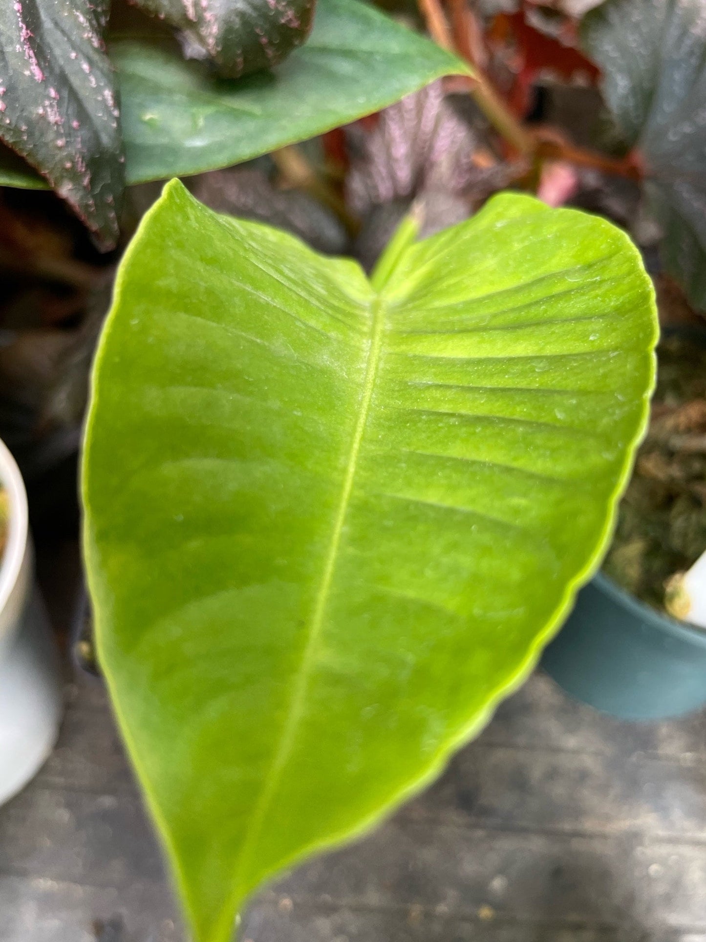 Anthurium Veitchii Small