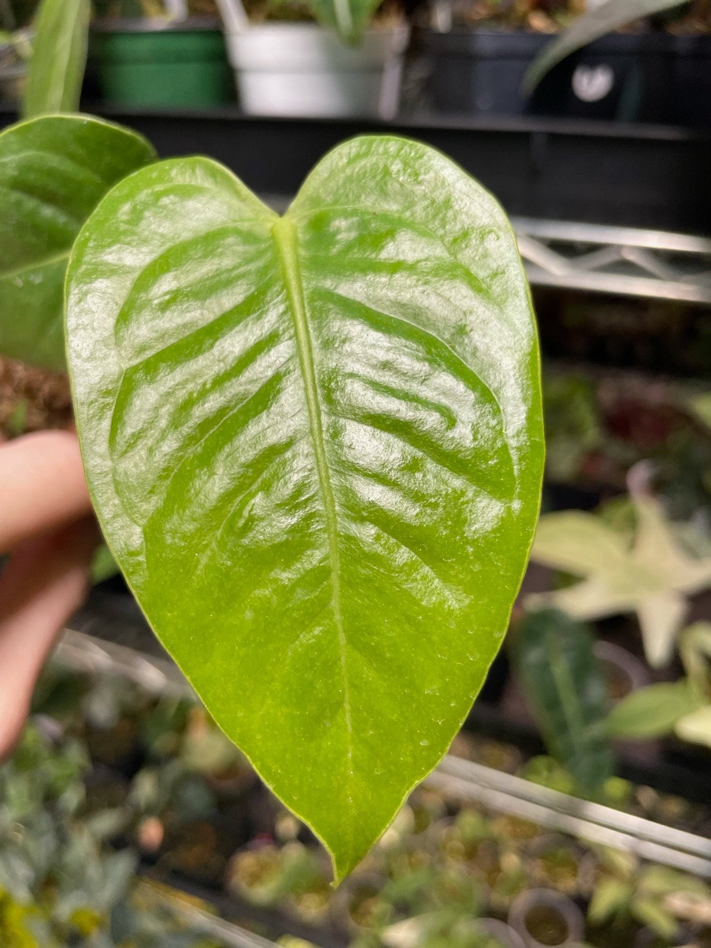 Anthurium Veitchii Small